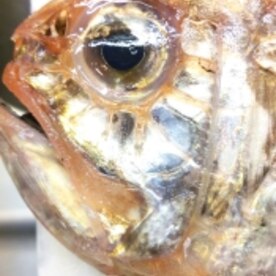 ヒウチ鯛塩焼き レシピ 作り方 By 川上0522 楽天レシピ ヒウチ鯛塩焼き レシピ 作り方 By 川上0522 楽天レシピ